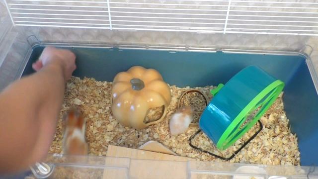 Как определить пол хомяка? Сирийский хомяк смотреть онлайн