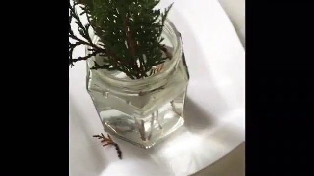 Черенкование туи шаровидной зимой смотреть онлайн