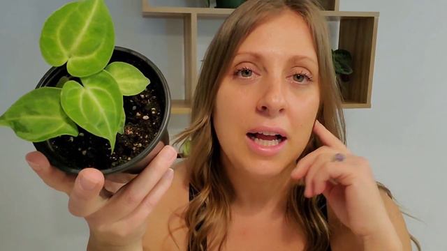 HAUL PLANTES de la semaine! Ça dégénère! смотреть онлайн