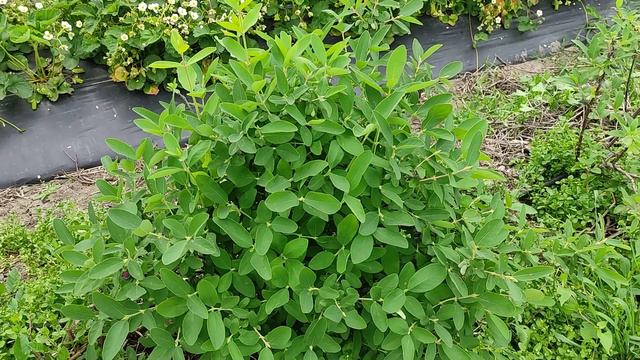 Жимолость Хоней Би 2023