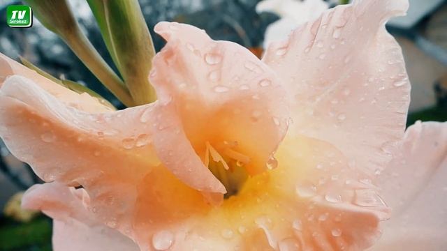 Не все летят за лучшей жизнью . Сорока  в порядке