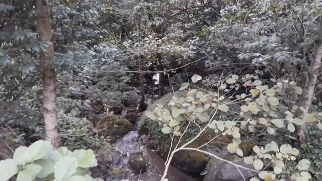 ПРОГУЛКА В ГОРЫ КВАРИАТИ/WALK IN THE KVARIATI MOUNTAINS смотреть онлайн