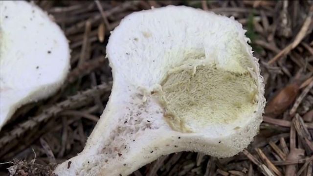 Lycoperdon perlatum @ Conoscere i funghi 01.10.2016 смотреть онлайн
