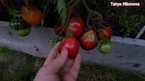 ТОМАТЫ ТРЮФЕЛЬ КРАСНЫЙ, ТРЮФЕЛЬ ЖЁЛТЫЙ, ТРЮФЕЛЬ КОРИЧНЕВЫЙ, ТРЮФЕЛЬ ОРАНЖЕВЫЙ.