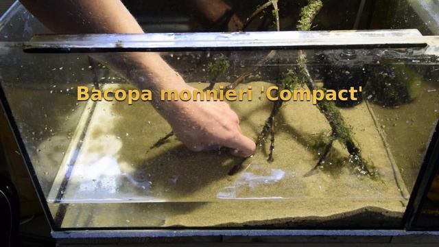 Corydoras hastatus Breeding project part 1. - July 2017 смотреть онлайн