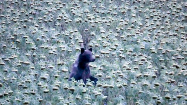 Убежать от медведя