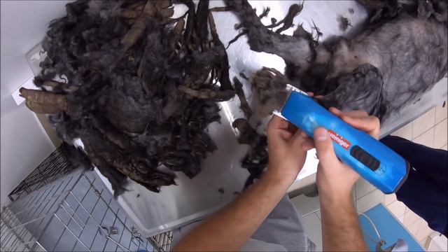 The Worst Dog Condition I've Ever Seen смотреть онлайн