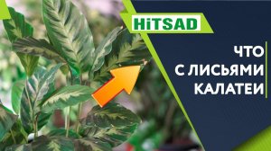 Калатея в Домашних Условиях  Скручивание Листьев Калатеи ✔️ Болезни комнатных растений