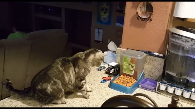 Приколы про животных до слез самые 2019 - Смешные животные МатроскинТВ смотреть онлайн