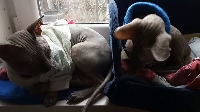 Когда муж пришел домой под мухой. смотреть онлайн