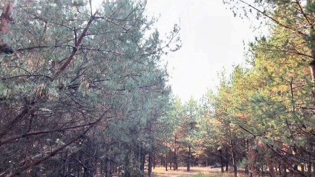 Сажаю голубику сорт Блюкроп, собираю торф, сосновый опад, шишки, иголки в лесу осенью! Лес наше всё смотреть онлайн