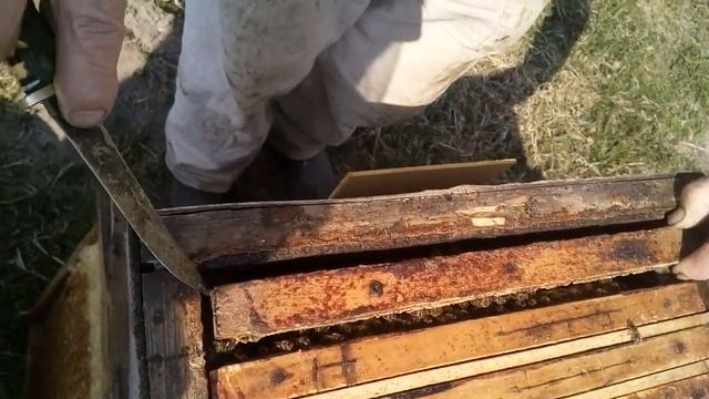 Пасека Лаврова. Идёт ранне-весенний взяток. Расширение пчелосемей смотреть онлайн