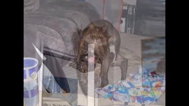 Коты приколы ахах смотреть онлайн
