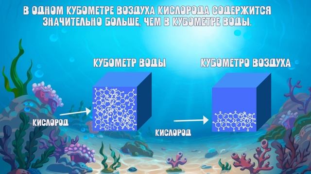 Почему рыбы не могут жить без воды? / Чем дышат рыбы? ЗНАЕМ САМИ! смотреть онлайн