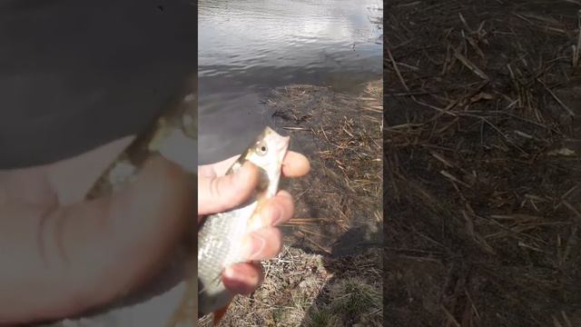 ЛУНЕВСКИЙ КАНАЛ КОСТРОМА🐟🐟🐟 смотреть онлайн