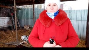 Только АСД 2 увеличит яйценоскость и улучшит иммунитет кур.