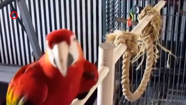 يا ترى ازاى البغبغان بيتكلم عمرك سالت نفسك | ملفات سرية смотреть онлайн