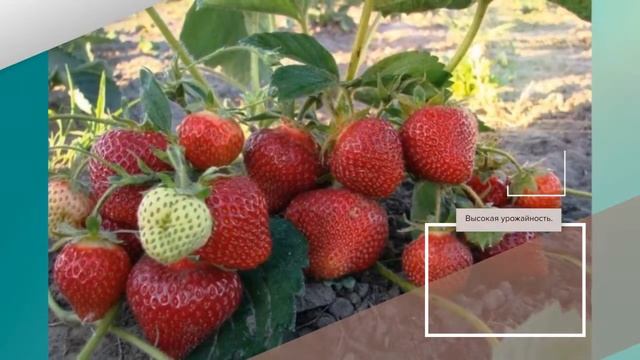 Клубника Розовый Фламинго - описание сорта смотреть онлайн