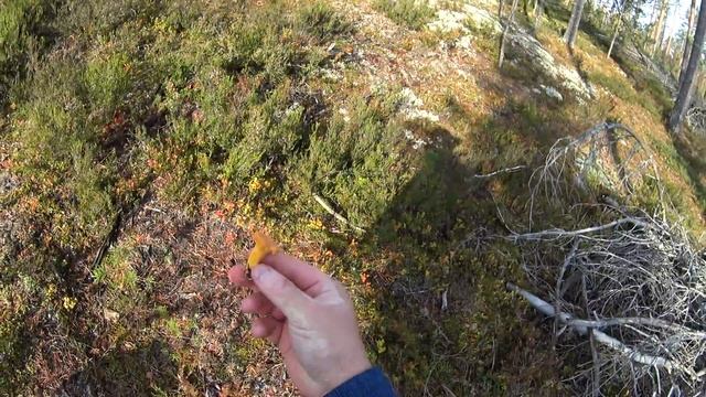 В середине октября по грибы под Лосево и Снегиревку смотреть онлайн