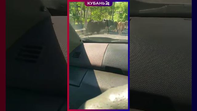 Коровы портят жизнь жителям сочинской Мацесты смотреть онлайн