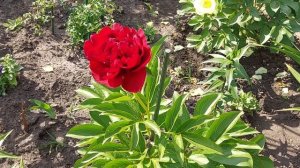 Молодой пион Комманд Перфоманс.Цветение старых,более15- летних пионовых кустов.Пион Кора Стаббс.202