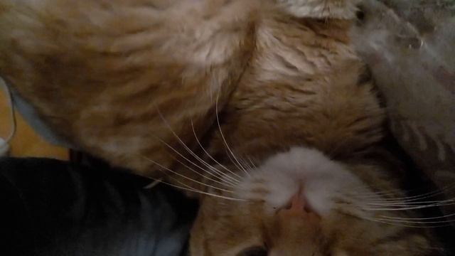 А что делать? Если такая работа сон охранять! смотреть онлайн