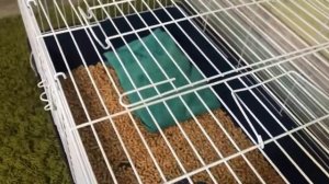 Клетка для африканского карликового ежа.