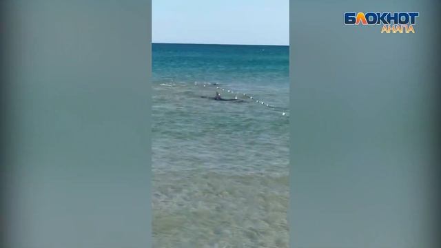 Дельфины устроили шоу у берегов Анапы смотреть онлайн