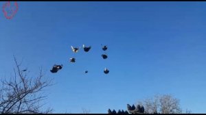 Голуби Кировоградские. Вадим Афанасьев, г.Таганрог.