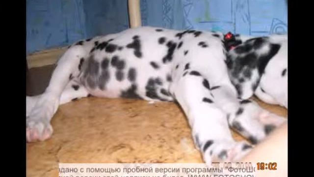 веселый далматин фотошоу 2 смотреть онлайн