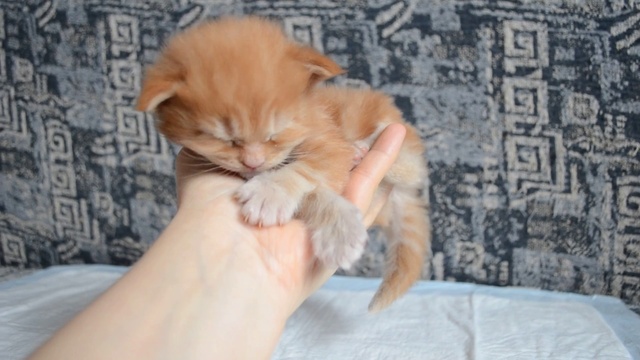 Котенок мейн кун.