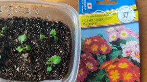 ПРИМУЛА. Как вырастить из семян? Проверенный способ вырастить рассаду первоцвета.