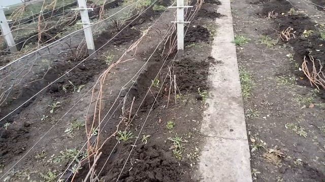 Укрытие землей vs укрытие геотекстилем смотреть онлайн