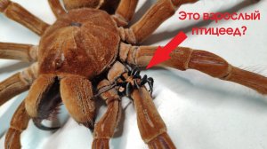 Мелкие пауки птицееды. Миниатюрные птицееды. Мило.