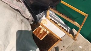 ВЫВОДИМ МАТОК. Система Никот.НА ПАСЕКЕ Гатуповых.
