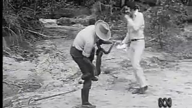 Wrestling a Scrub Python - ABC News Archives смотреть онлайн