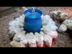 ВЫГОДНОЕ ВЫРАЩИВАНИЕ БРОЙЛЕРОВ! КАК СДЕЛАТЬ КОРМ ДЛЯ БРОЙЛЕРОВ? Чем кормить бройлеров?