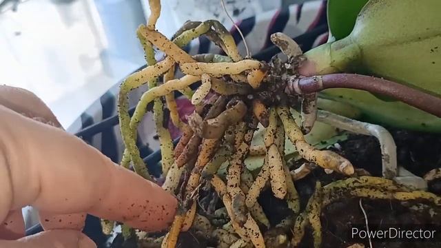 #ОРХИДЕИ?:Экстренно пересаживаю итальянскую новиночку #Перлион !?? смотреть онлайн