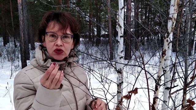 Зимний лес. Берёза. Лечебные свойства. смотреть онлайн