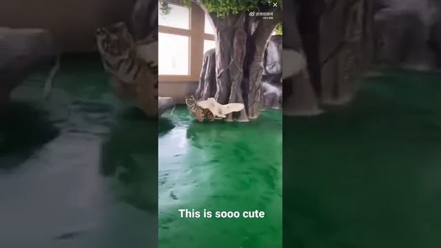 tiger and goose Cute tag game #shorts смотреть онлайн