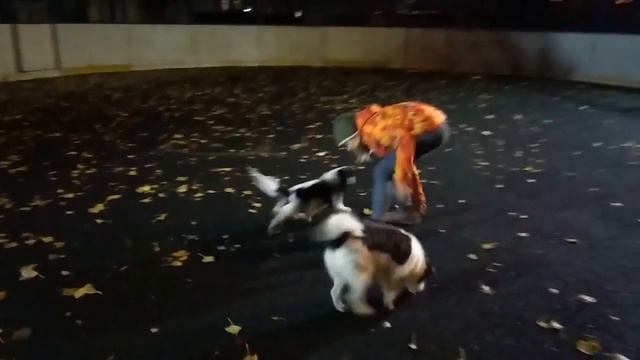 Кавалер-кинг-чарльз-спаниель/Cavalier King Charles Spaniel смотреть онлайн