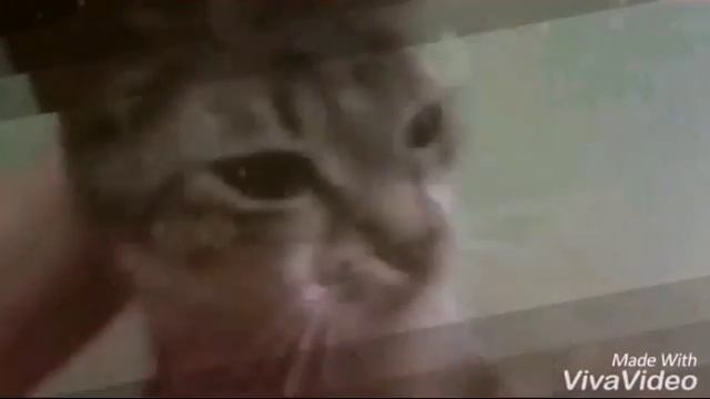 Miracle cat dance 6/ Танцы кошки Миракл часть 6/Патимейкер смотреть онлайн