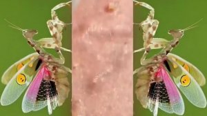 Relax squeezing out blackheads #39 Черные точки