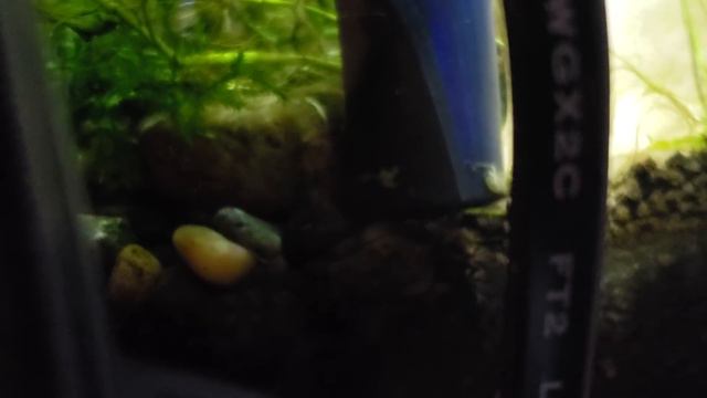 Update on Keeping Gold Line Yellow Sakara Shrimp In A 40 Gal Community Tank - Population Update! смотреть онлайн