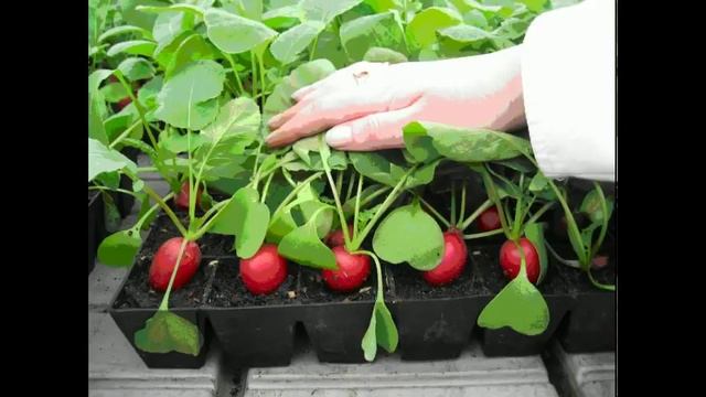 посев семян шиповника для подвоя sowing the seeds of rose hips for the stock смотреть онлайн