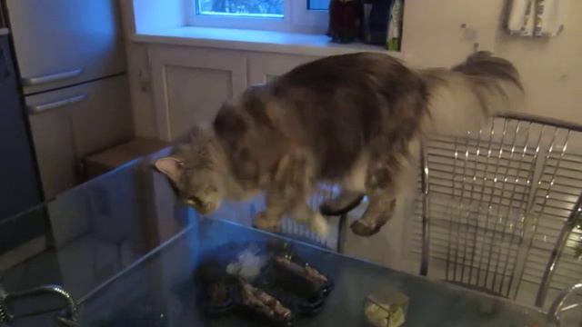 Maine Coon_washing table. Мейн Кун_моет стол. смотреть онлайн