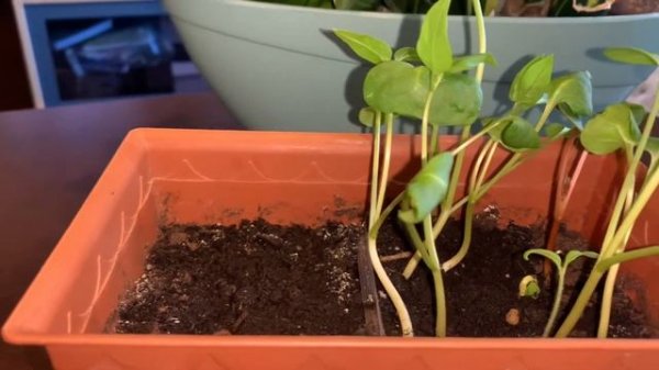 Мирабилис. Как выглядит рассада. Mirabilis.