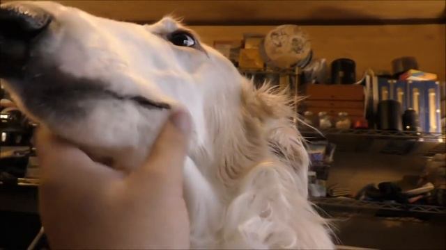❤️人気44位【ボルゾイってどんな犬？】子犬の価格や性格、寿命、飼いやすさは？ カワイイ動画でチェック！ смотреть онлайн