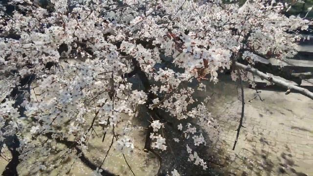 БОТАНИЧЕСКИЙ САД ТБИЛИСИ. National botanical garden of Georgia смотреть онлайн