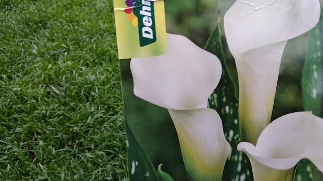 Зацвел редкий кактус,купила белую каллу,моя шелковица,помидорки растут.Коллекция кактусов. смотреть онлайн